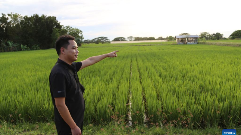 Destaque: Arroz híbrido chinês prospera nas Filipinas e aumenta segurança alimentar