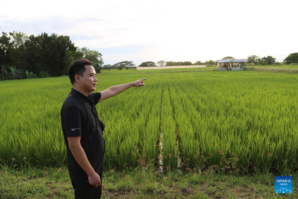 Destaque: Arroz híbrido chinês prospera nas Filipinas e aumenta segurança alimentar