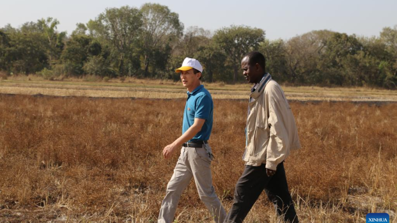 Especialistas chineses ajudam agricultores da Guiné-Bissau a colher arroz de alta qualidade