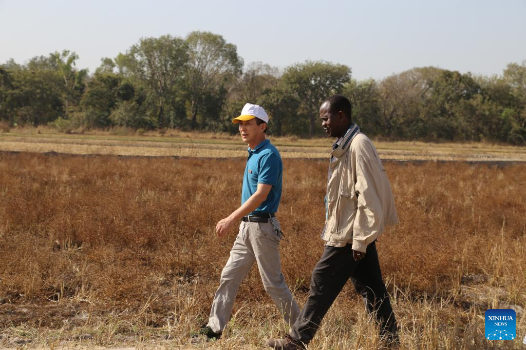 Especialistas chineses ajudam agricultores da Guiné-Bissau a colher arroz de alta qualidade