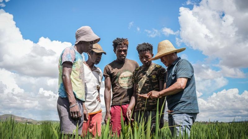 Cooperação China-África traça curso para modernização agrícola continental
