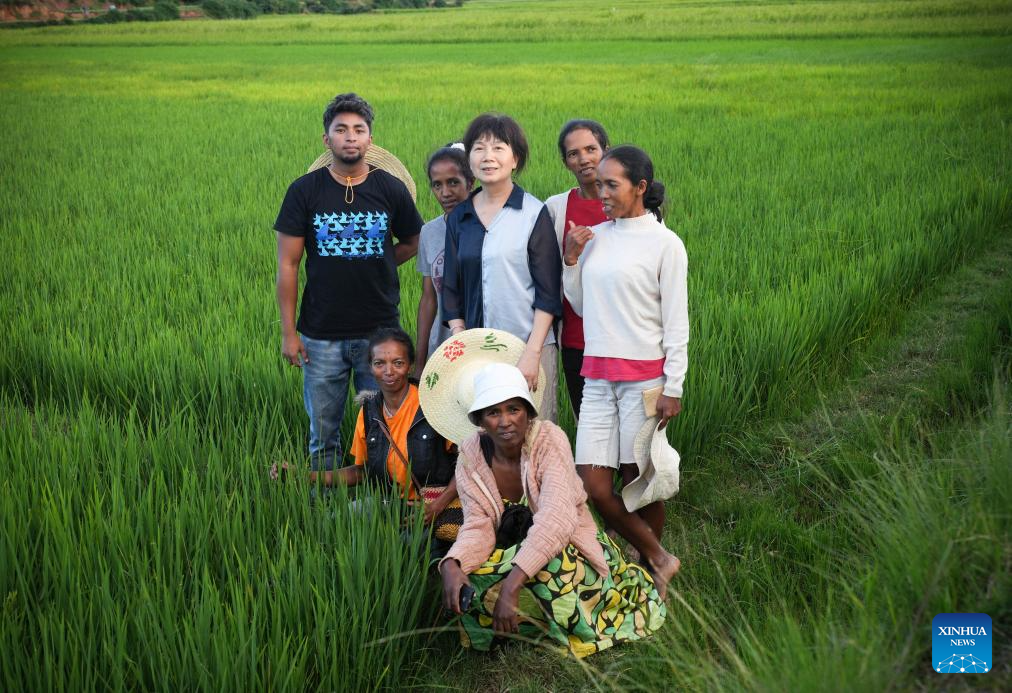 Arroz híbrido chinês aumenta segurança alimentar em Madagascar