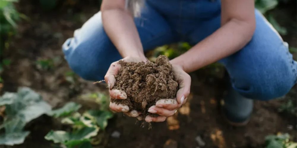 Maior experimento de agricultura regenerativa do mundo consolida posição do Brasil como referência no agronegócio