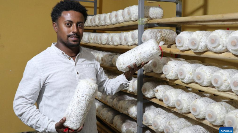 Como um empresário etíope transforma fungos em fortuna?