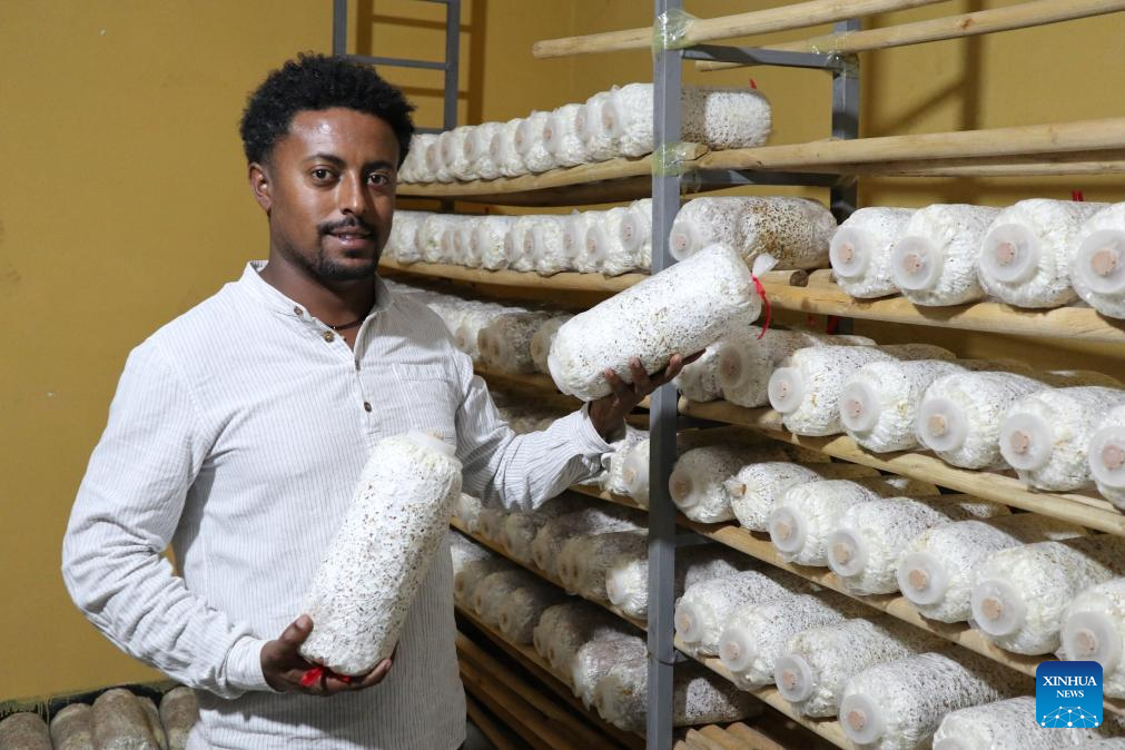 Como um empresário etíope transforma fungos em fortuna?