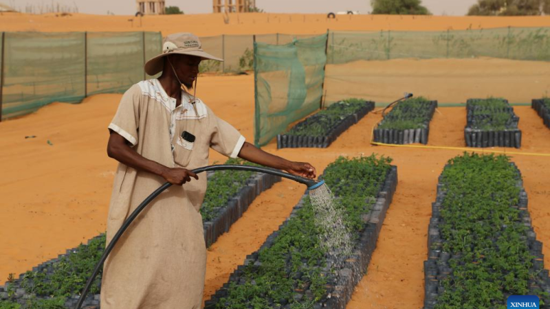 Limite de controle do deserto chinês impulsiona esforços verdes na Mauritânia