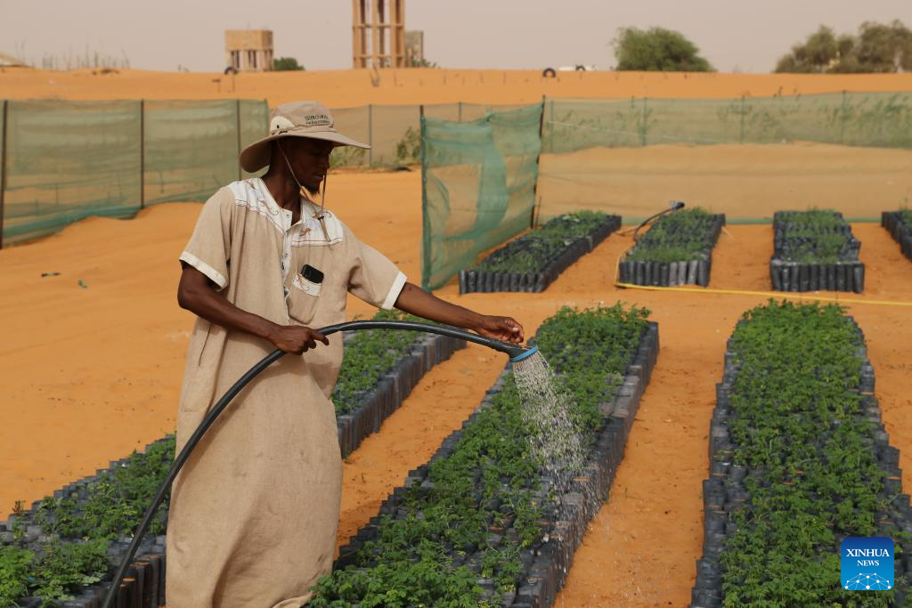 Limite de controle do deserto chinês impulsiona esforços verdes na Mauritânia