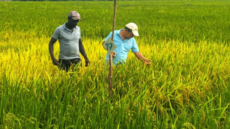 Especialistas agrícolas chineses realizam treinamento sobre cultivo de arroz na Guiné-Bissau