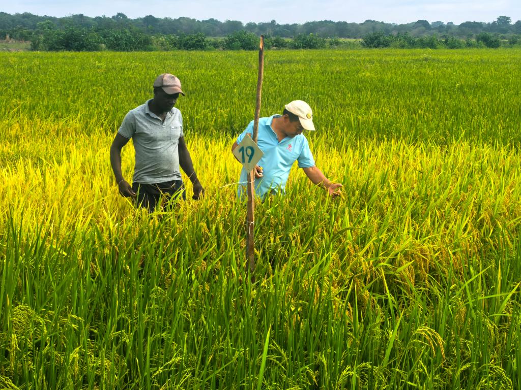 Especialistas agrícolas chineses realizam treinamento sobre cultivo de arroz na Guiné-Bissau