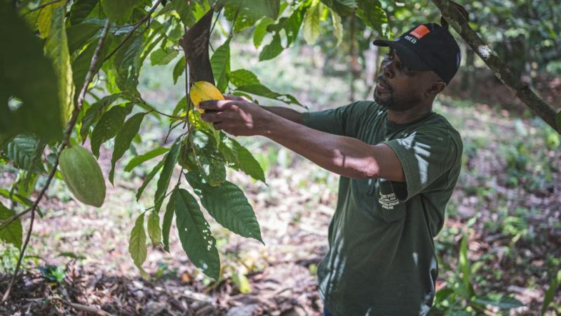 Fábrica construída pela China ajuda a modernizar indústria de cacau na Costa do Marfim