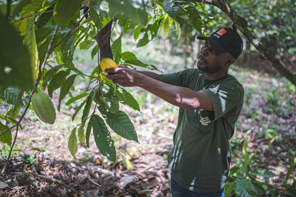 Fábrica construída pela China ajuda a modernizar indústria de cacau na Costa do Marfim