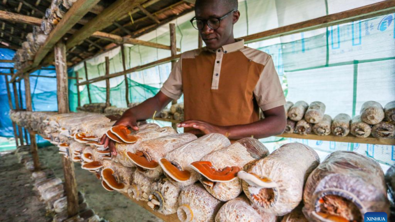 Como centelha da Juncao chinesa desencadeia transformação “de código aberto” para jovens tanzanianos