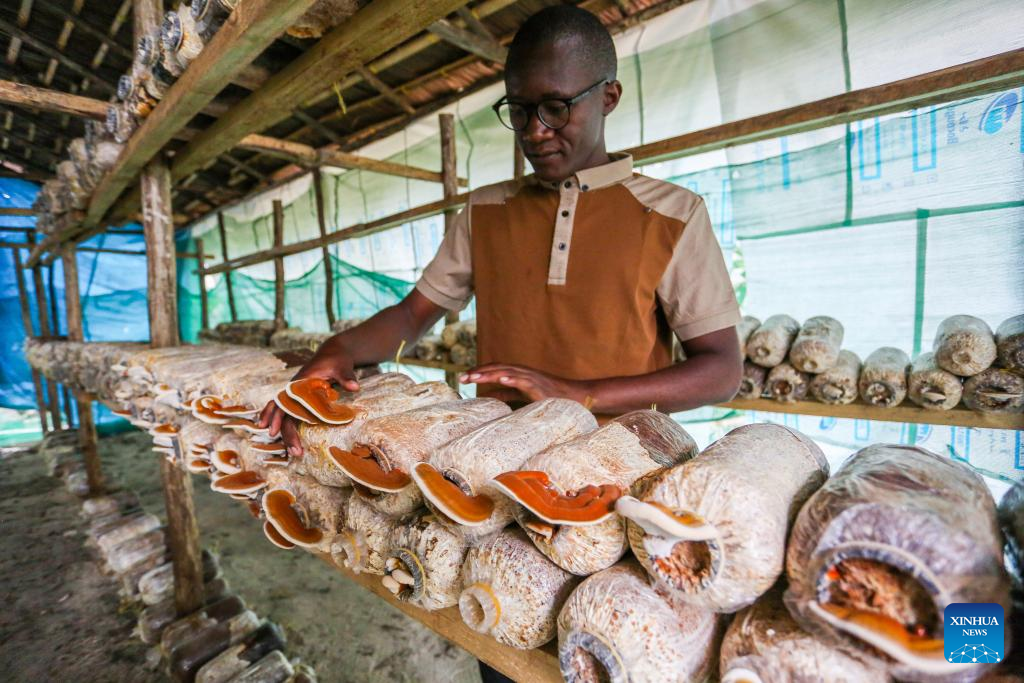 Como centelha da Juncao chinesa desencadeia transformação “de código aberto” para jovens tanzanianos