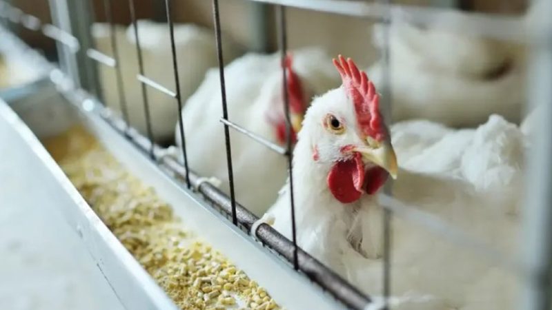 Brasil declara oficialmente estar livre da gripe aviária de alta patogenicidade
