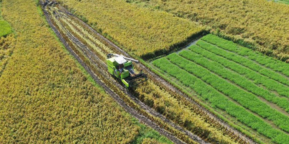 China libera US$ 162 milhões para prevenção de desastres na produção agrícola