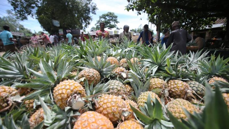 Agricultores da principal região de abacaxis de Bangladesh visam mercado chinês