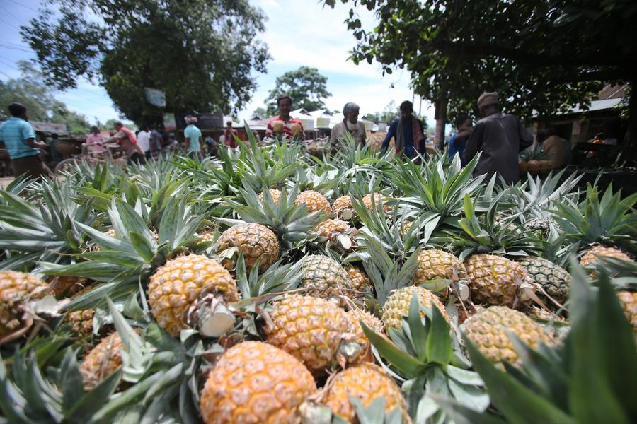 Agricultores da principal região de abacaxis de Bangladesh visam mercado chinês