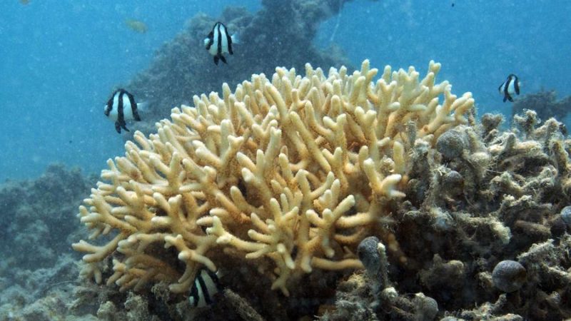 Cidade insular no sul da China planta 100 mil mudas de corais