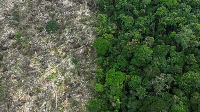 Brasil perdeu 111,7 milhões de hectares de áreas naturais desde 1985, aponta estudo