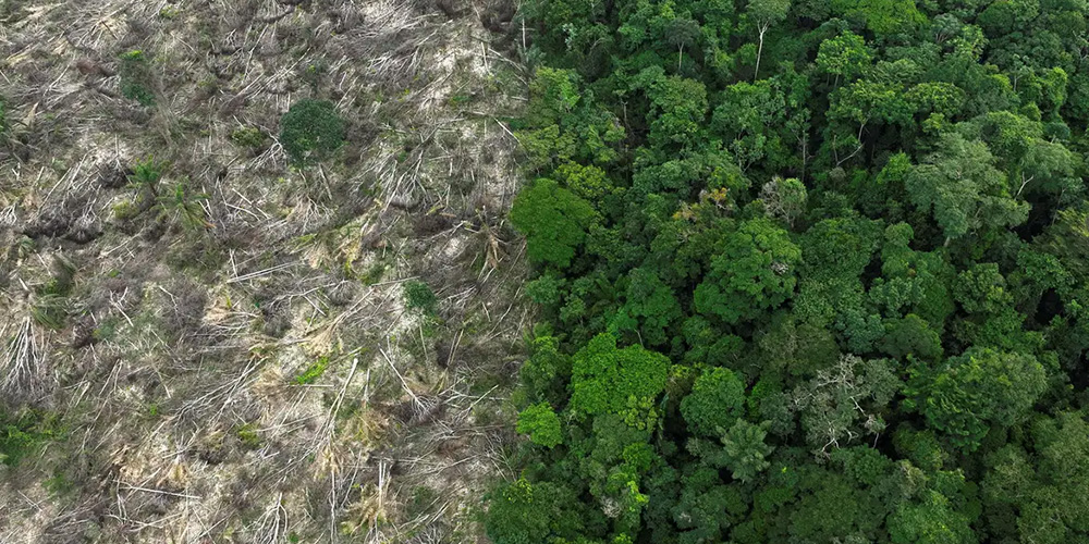 Brasil perdeu 111,7 milhões de hectares de áreas naturais desde 1985, aponta estudo
