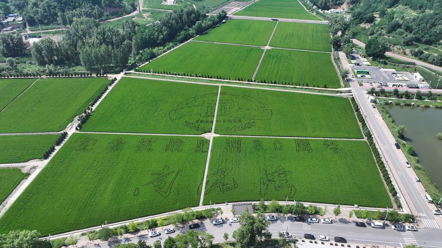 China mantém firmemente linha vermelha para proteção de terras agrícolas