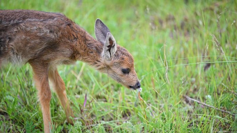 China adota lei dedicada ao desenvolvimento de parques nacionais