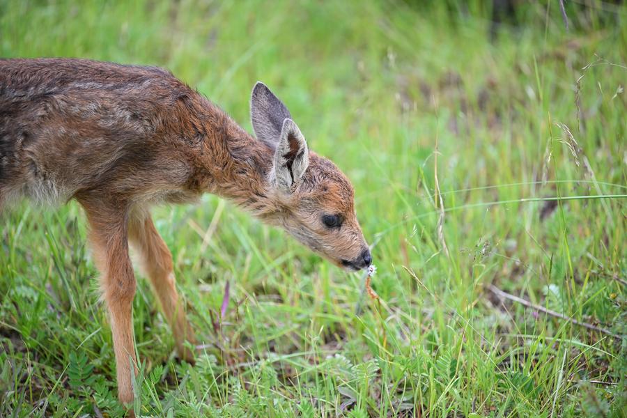 China adota lei dedicada ao desenvolvimento de parques nacionais
