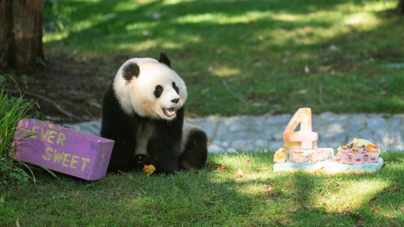 Destaque: Americanos cantam parabéns para a panda gigante Qing Bao em seu quarto aniversário