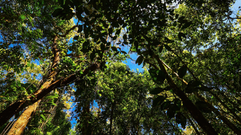 Árvore de 500 anos descoberta no Rio de Janeiro