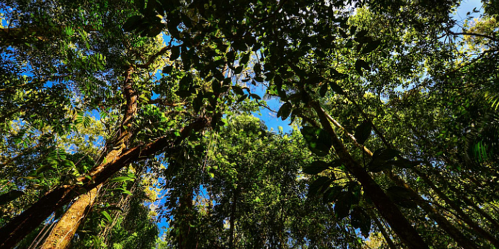 Árvore de 500 anos descoberta no Rio de Janeiro