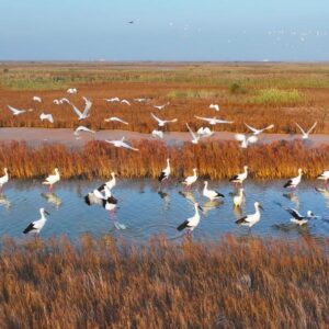 China divulga regulamento sobre monitoramento do ambiente ecológico