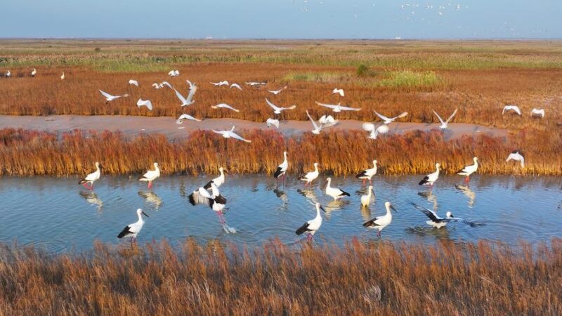 China divulga regulamento sobre monitoramento do ambiente ecológico