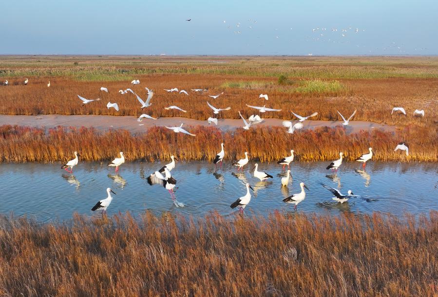 China divulga regulamento sobre monitoramento do ambiente ecológico