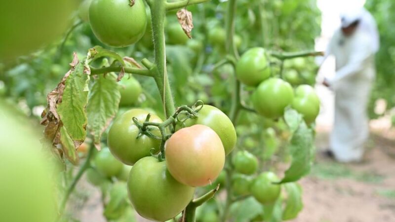 Tecnologia e equipamentos chineses ajudam agricultor kuwaitiano a transformar deserto em local agrícola próspero