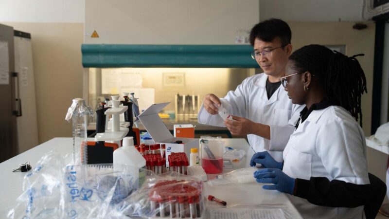 Apoio técnico da China fortalece prevenção de doenças na pecuária moçambicana